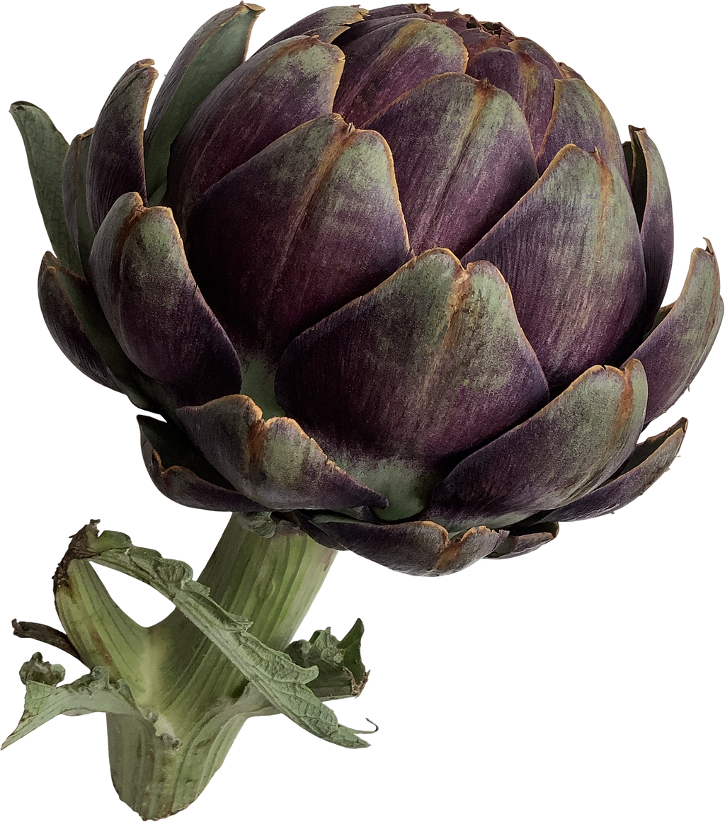 Is Artichoke LectinFree? YES