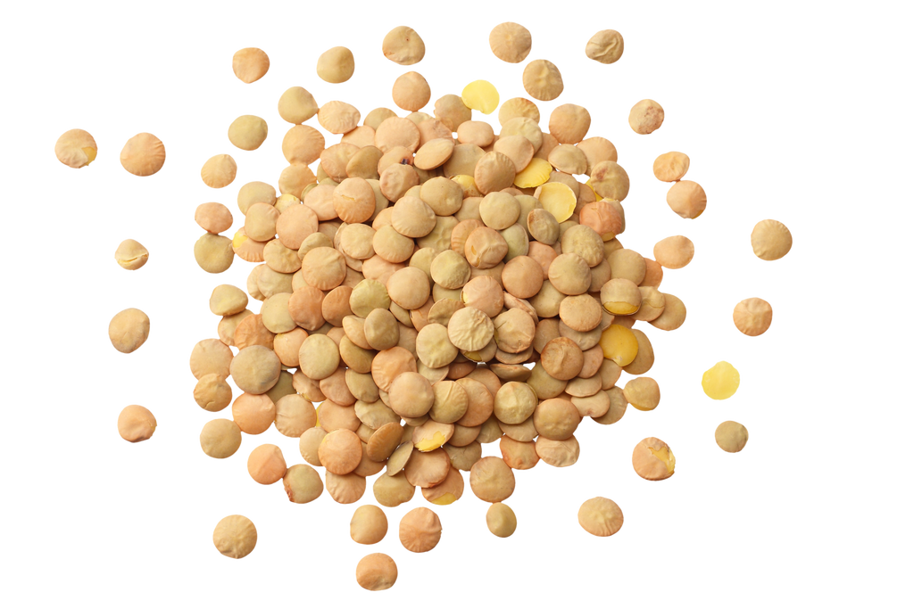 Is Lentil LectinFree? NO